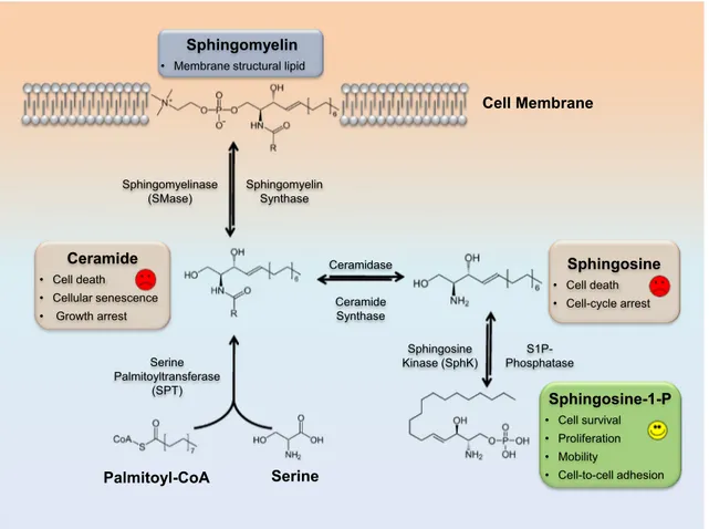 Fig. 1 Overview of sphingolipid metabolism and their major functions. Refer to text for further details