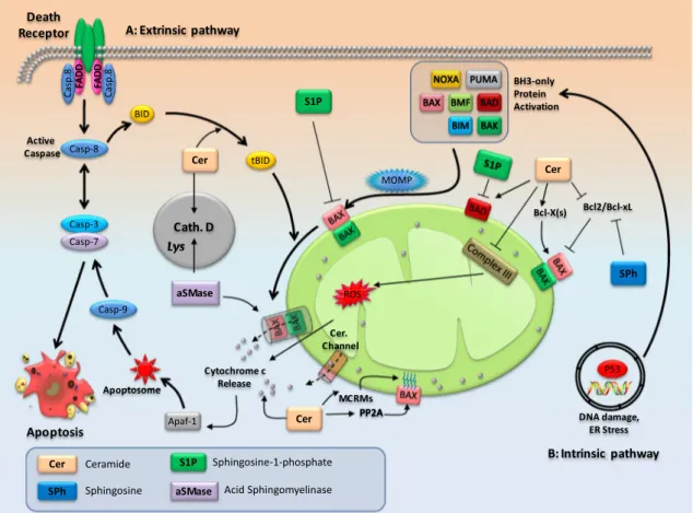 Fig. 2 Schematic representation of key events in the apoptotic pathway and regulation of apoptosis by sphingolipids