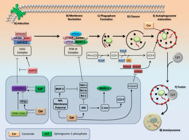 Fig. 3 A schematic overview of autophagy machinery and its regulation by sphingolipids