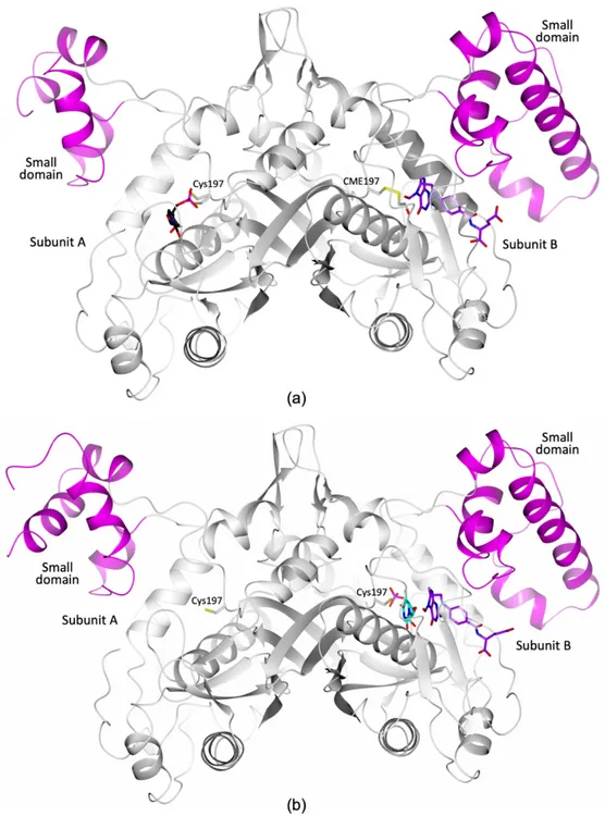 Figure 2. Dimer of EfTS (large and small domains are represented as grey and dark pink cartoon, 