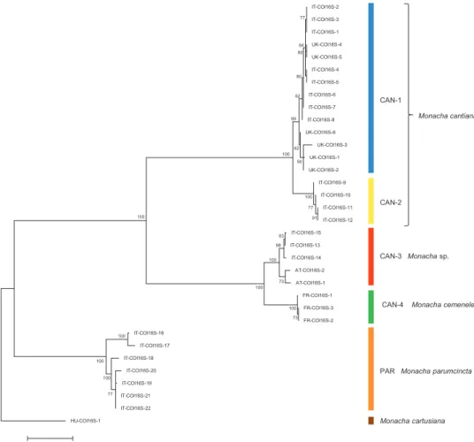 Figure 3. Maximum Likelihood (ML) tree of combined COI and 16SrDNA haplotypes of Monacha 