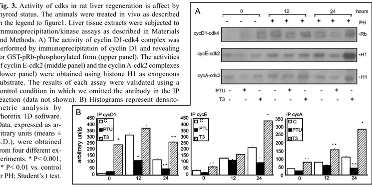 Fig. 3. Activity of cdks in rat liver regeneration is affect by
