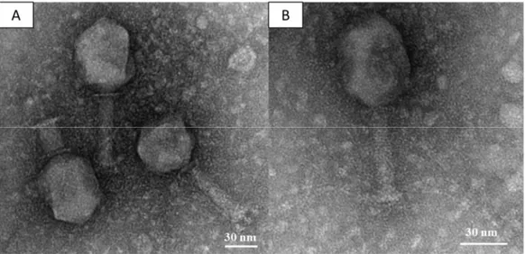 Figure 1. (A,B) Electron micrograph of phage vB_Kpn_F48 negatively stained with uranyl acetate
