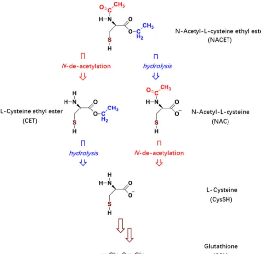 Fig. 1. Chemical structures of NACET and its major metabolites in biological systems. Formal substitution of the H (proton) of the SH group by NO (nitrosyl) yields the corresponding S-nitrosothiols.