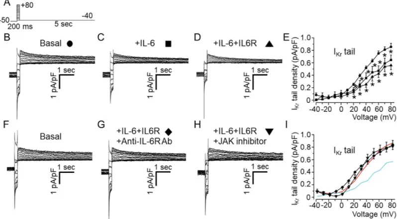 Fig 5. Effects of IL-6 and IL-6+IL-6R on I Kr in adult guinea-pig ventricular myocytes
