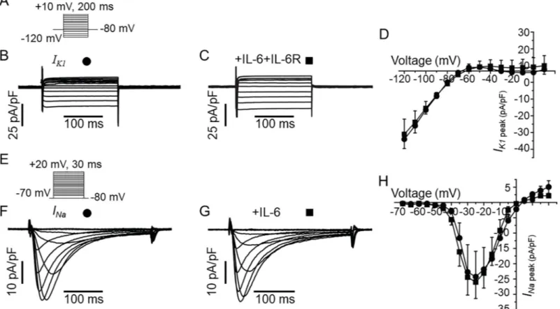 Fig 7. IL-6 has no effect on I K1 or I Na in guinea-pig ventricular myocytes. A, Voltage protocol for activation of I K1 