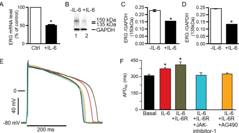 Fig 8. Effect of IL-6 on guinea pig ERG expression and action potential in ventricular myocytes