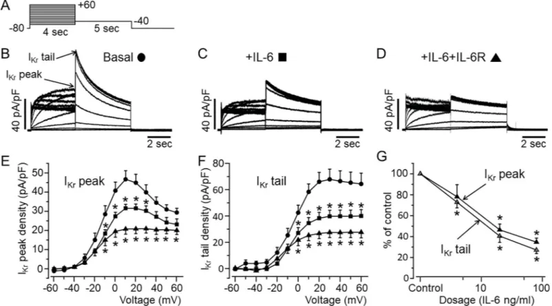Fig 1. Functional effect of IL-6 on I Kr in HEK-hERG cells. A, Voltage-clamp protocol used to elicit I Kr in HEK-hERG cells stable expressing hERG channel