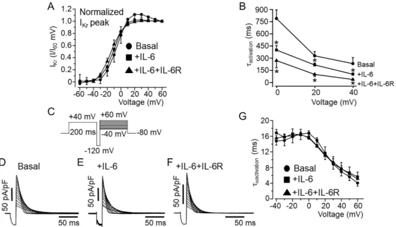 Fig 2. Effects of IL-6 on I Kr activation and inactivation kinetics in HEK-hERG cells