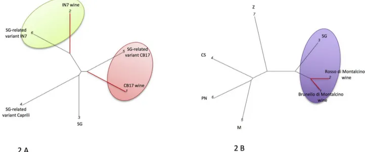 Fig 2. Graphical representation of the Sangiovese-based WDFs. Sangiovese Wines DNA fingerprints (WDF) were used for constructing graphical outputs of the genetic distances among wines and grapevines genotypes