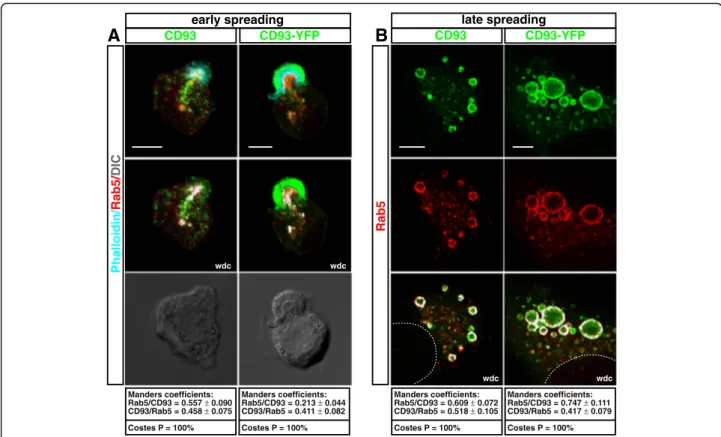 Fig. 6 CD93 colocalizes with the small GTPase Rab5. HUVECs were transfected or not with CD93-YFP, then they were detached from the plate, resuspended in complete growth medium, plated on the substrate, fixed at early (a) and late (b) degrees of cell spread
