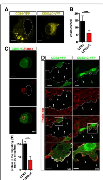 Fig. 8 During EC adhesion and migration, CD93 is recycled through its intracellular domain