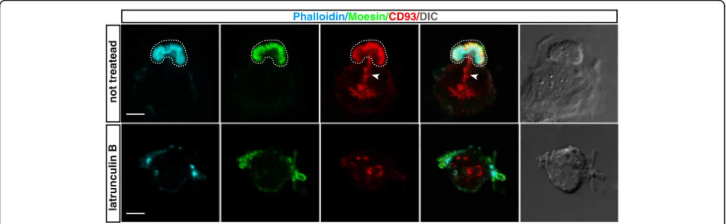 Fig. 1 During the initial phases of spreading, CD93 is sorted towards the actin-rich apical bud