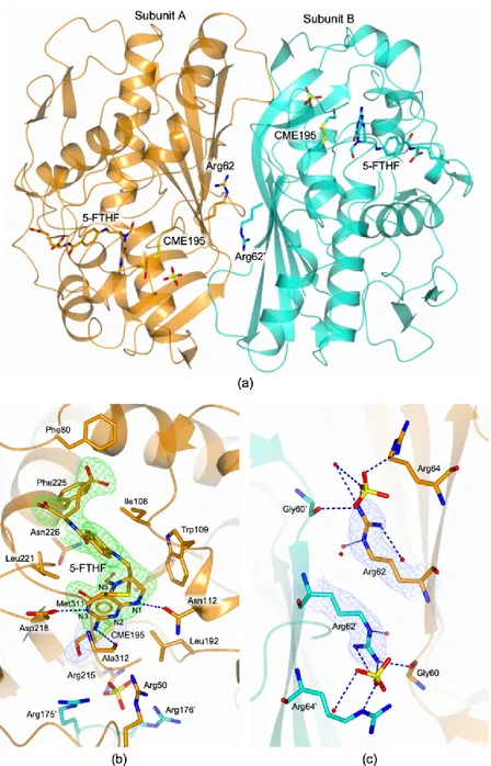 Figure 4. (a) Cartoon representation of an enzyme homodimer (subunit A and B are colored orange  and  cyan,  respectively)