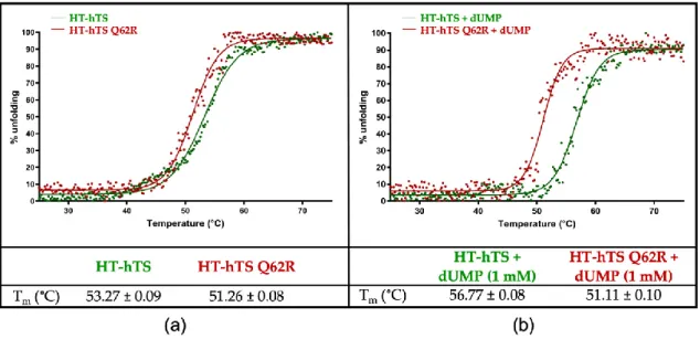 Figure  2.  Thermal  unfolding  transition  curves  of  HT-hTS  and  HT-hTS  Q62R  followed  by  circular  dichroism