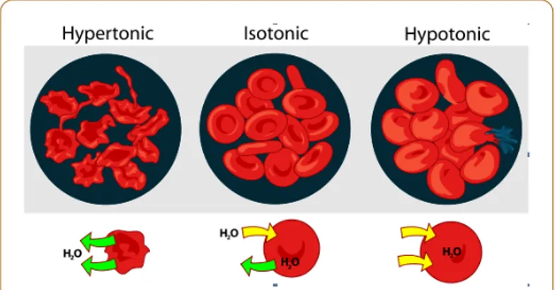 Figure 1: Schematic representation of erythrocyte behaviour