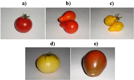 Figure  1.  Sample  of  various  tomatoes  fruits  used  in  the  analysis:  (a)  cv.  Shiren;  (b)  cv