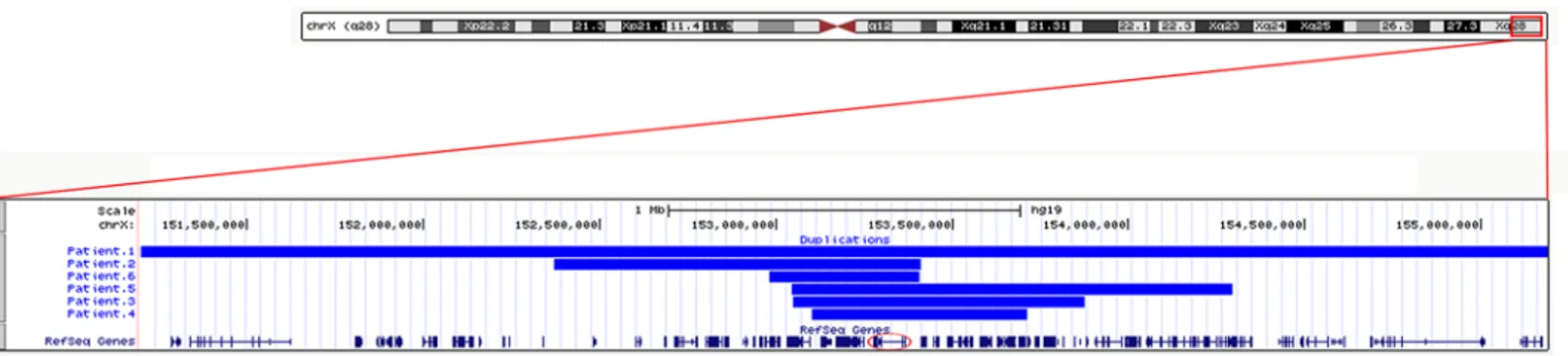 Fig 1. Graphical view of the MECP2 duplications/triplication. Graphical view of the MECP2 duplications/triplication was created with custom tracks in the UCSC genome browser (GRCh37/hg19), (Patient 1 was identified with a triplication)