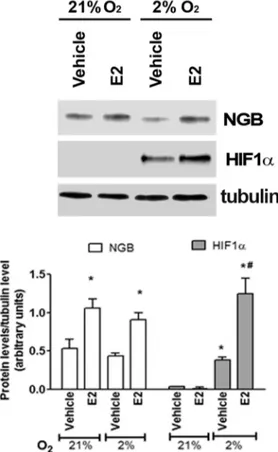 Fig 1. Effect of hypoxia in MCF-7 cells. NGB and HIF1 α protein expression in MCF-7 cells exposed to either normoxia (21% O 2; 24 h) or physiological hypoxia (2% O 2 ; 24 h), in the presence and absence of E2 (10 nM; 2h pretreatment)