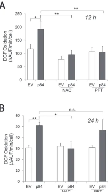 Fig 4. Treatment with the antioxidant N-Acetyl-L-Cysteine (NAC) or with the p53 inhibitor, Pifithrin-α (PFT), prevents ROS formation in hMp84-overexpressing A375 cells