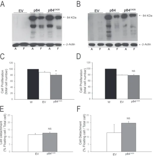 Fig 8. Over-expression of hMp84 mutated in the active site (hMp84 C42S ) does not affect cell fate in