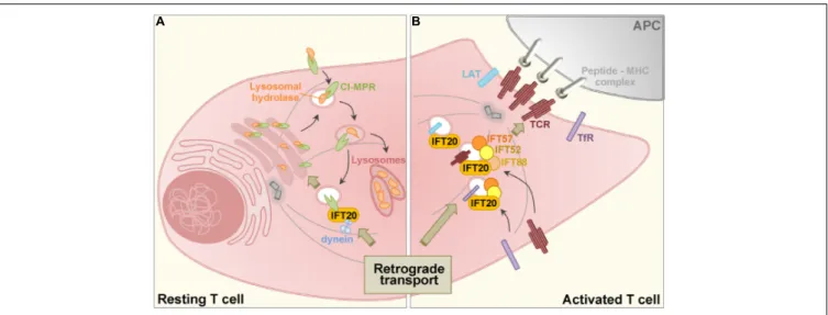 FIGURE 1 | Schematic representation of the role of IFT20 in the retrograde transport in resting (A) and activated (B) T cells