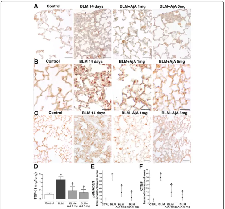 Fig. 7 AjA treatment in the fibrogenic phase reduces TGF- β1, pSMAD2/3 and CTGF expression