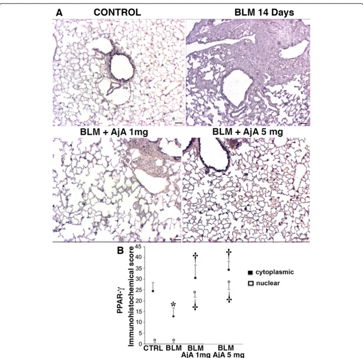 Fig. 8 AjA treatment in the fibrogenic phase increases the number PPAR- γ positive cells as well as the nuclear localization of the receptor