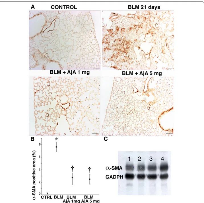 Fig. 9 AjA treatment in the fibrogenic phase significantly decreases the expression of α-SMA in lungs of BLM treated-mice