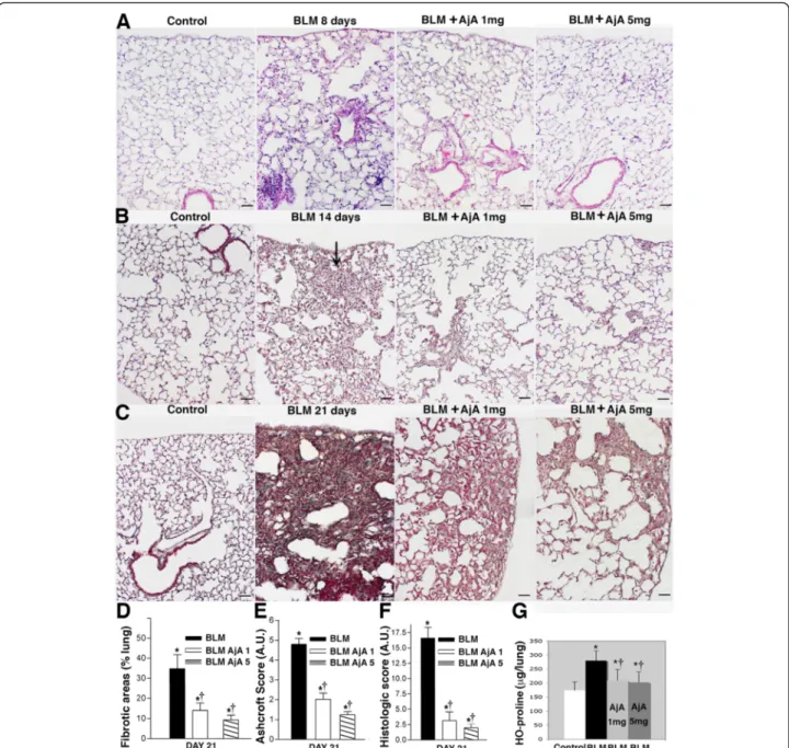 Fig. 2 AjA reduces inflammation and provisional matrix deposition in BLM-lung and prevents the development of lung fibrosis when administered in preventive manner in BLM treated mice
