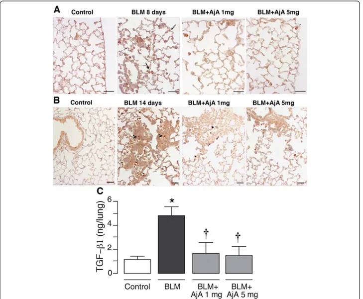 Fig. 3 AjA treatment reduces the expression of TGF- β1 in lungs of BLM-treated mice. Representative immunohistochemical staining of TGF-β1 in the different experimental groups at day 8 a and 14 b are shown