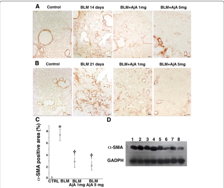 Fig. 5 AjA treatment is followed by a reduced expression of α-SMA. Representative immunohistochemical staining of α-SMA in lung sections from animals from the different experimental groups at day 14 a and 21 b after BLM treatment, receiving AjA at 1 h befo