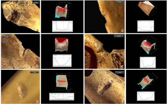 Figure 3.  3D cross sections and stereomicroscope images of archaeological drag marks on marmot bones from 