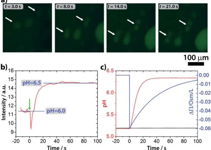 Fig. 4 (a) Fluorescence microscopy images of GUVs during the self-division process. An increase of the ﬂuorescent signal by pH-sensitive ﬂuorescent dye pyranine inside the GUVs indicates a pH change