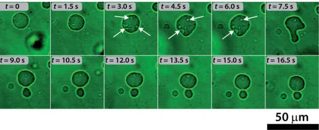 Fig. 5 Self-division process in a GUV and the formation of protrusions inside the vesicles (indicated by the white arrows) observed by using confocal microscopy.