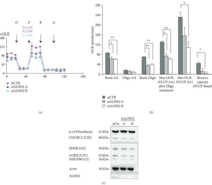 Figure 5: ALDH2 silencing is associated with mitochondrial dysfunction. (a) OCR was assessed by a Seahorse XF24 cell culture microplate in