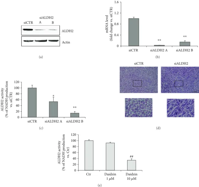 Figure 1: Characterization of siALDH2 and daidzin-treated HUVECs. (a) Immunoblotting and (b) qPCR analysis of ALDH2 silencing (siALDH2) in ECs, 48 h posttransfection