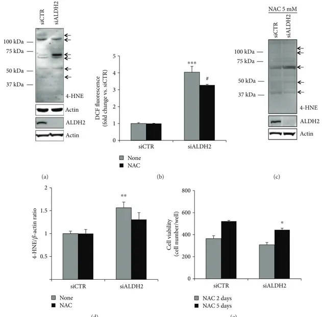 Figure 3: ALDH2 silencing increases 4-HNE protein adducts and ROS levels. (a) Western blot analysis of 4-HNE protein adducts in siCTR