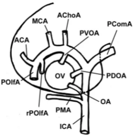 Fig. 1 Schematic drawing of the arteries of the forebrain with special reference to the branches serving the optic vesicle in the embryo