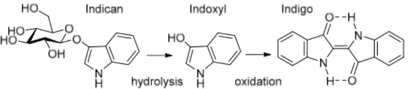Figure 1. Biosynthesis of Indigo from Indican. Figure 1.Biosynthesis of Indigo from Indican.