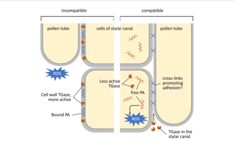FIGURE 7 | Schematic representation of the growth and adhesion of pollen tubes during their pathway through the stylar canal