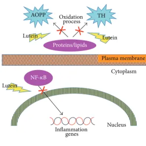 Figure 1: Schematic representation of anti-inflammatory and antioxidant effects of lutein.