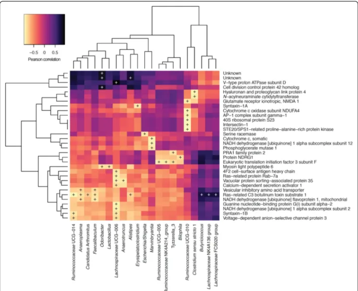 Fig. 8 Pearson correlation of faecal microbiomic and proteomic (hippocampus) data. Only rows/columns that contained significant data ( P &lt; 0.1, Benjamini-Hochberg) are shown