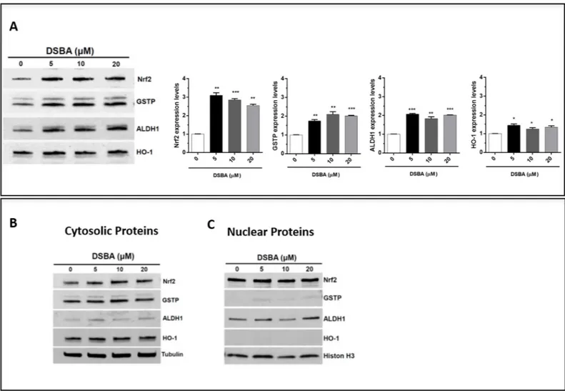 Fig 5. Activation and nuclear translocation of Nrf2 in DSBA-treated BM-MNCs. BM-MNCs were treated for 4h with DSBA at increasing concentrations from 5 to 20 μM and levels of Nrf2 protein and the Nrf2-dependent genes HO-1, ALDH1, and GSTP were assessed by i