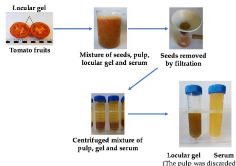 Figure 6. Scheme of locular gel and serum production from tomato fruits. Gs samples of Camone were extracted in triplicate by optimised solid-liquid ultrasound assisted protocols as previously reported [ 15 ]
