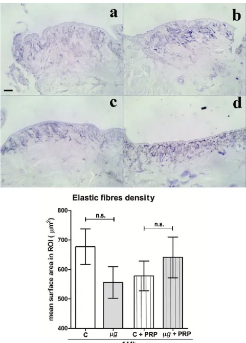 Figure 6. Effect of simulated μg and PRP treatment on in vivo model of sutured wound healing  (Hirudo  medicinalis):  elastic  fibre  content  after  144  h