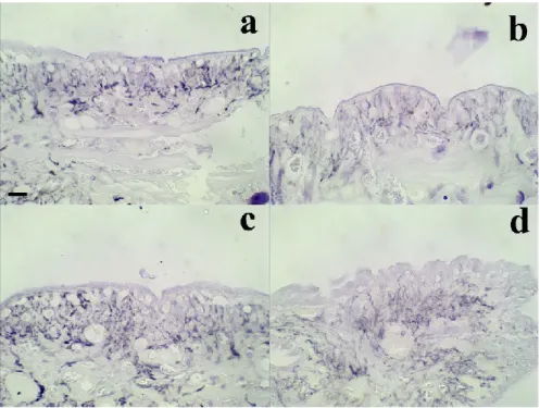 Figure 3. Effect of modeled μg on in vivo model of sutured wound healing (Hirudo medicinalis):  elastic fibre content in the connective tissue at the wound site