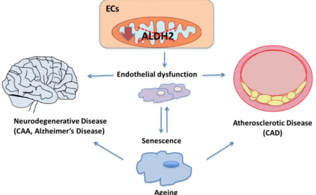 Figure 1. The role of aldehyde dehydrogenase-2 (ALDH2) in endothelial function and  endothelial-related diseases