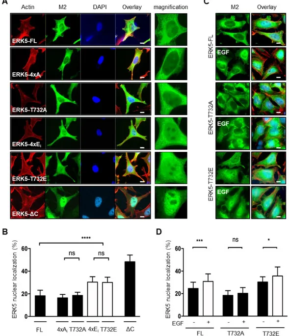 Figure 2. Phosphorylation at Thr 732  promotes the nuclear translocation of ERK5. Recombinant Flp-In 