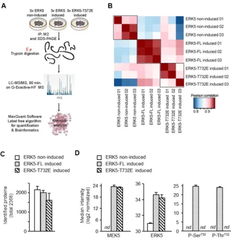 Figure 5. Quantitative mass spectrometry analysis of M2 immunecomplexes. (A) Illustration of the 